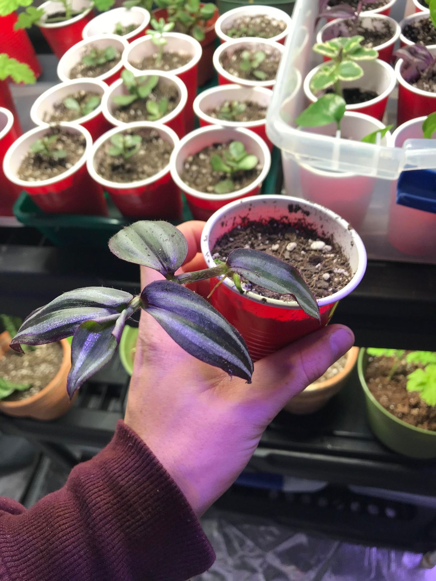 Dark Desire (Tradescantia) cutting