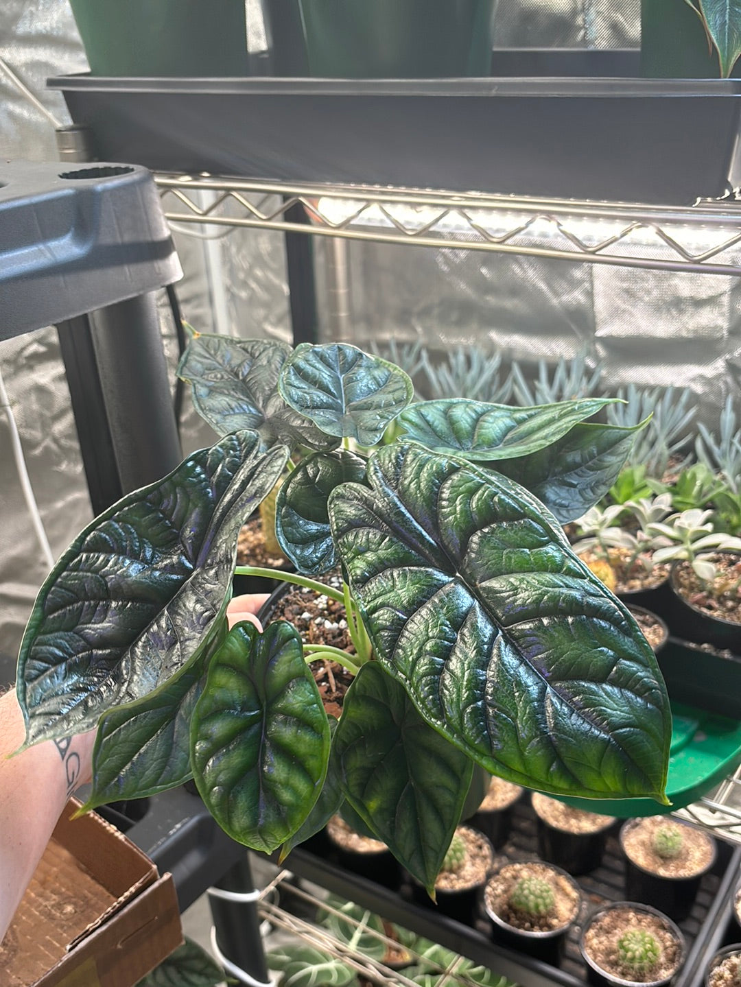 Alocasia Dragon Scale