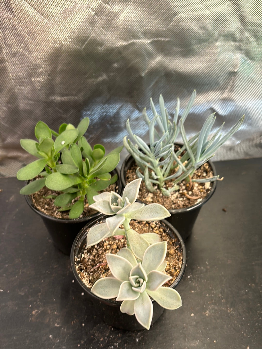 Succulent assortment (3 pack)