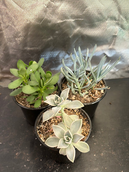 Succulent assortment (3 pack)