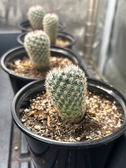 2 pack of Cacti ( B )