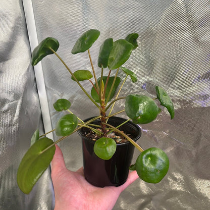 Chinese Money Plant