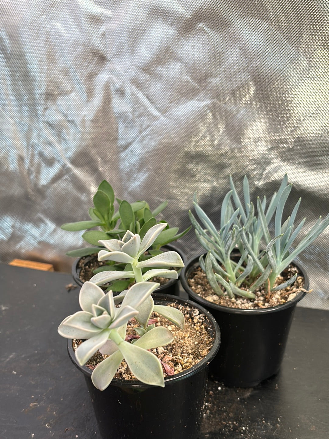 Succulent assortment (3 pack)