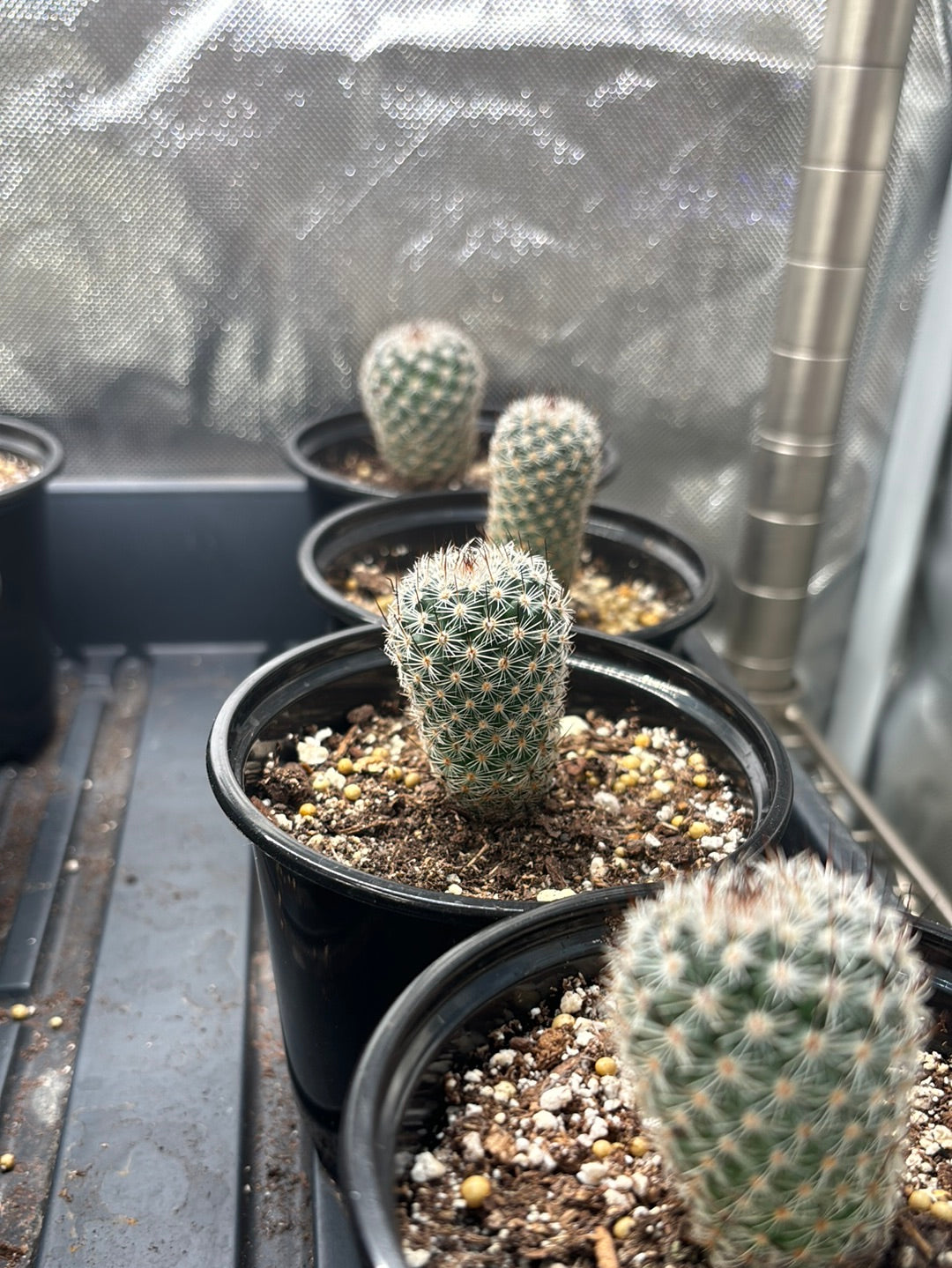 2 pack of Cacti ( B )