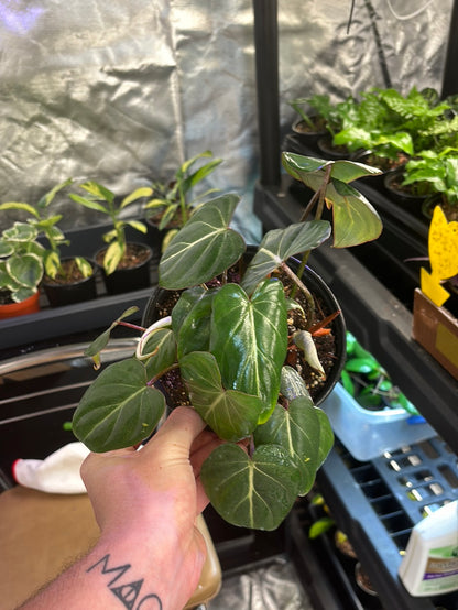 Philodendron Gloriosum