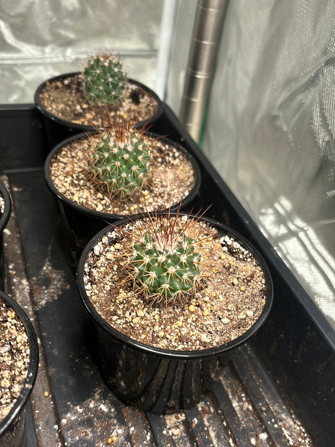 2 pack of Cacti ( B )