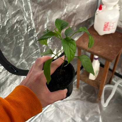 Big Thai Hybrid Hot Peppers