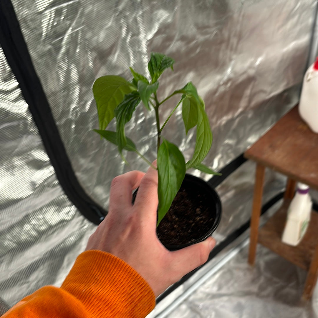 Big Thai Hybrid Hot Peppers
