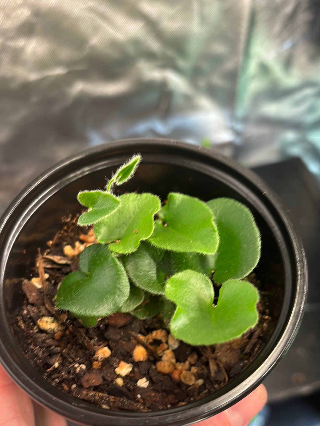 3 Pack of Ferns