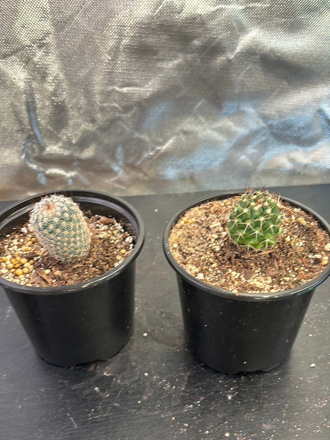 2 pack of Cacti ( B )