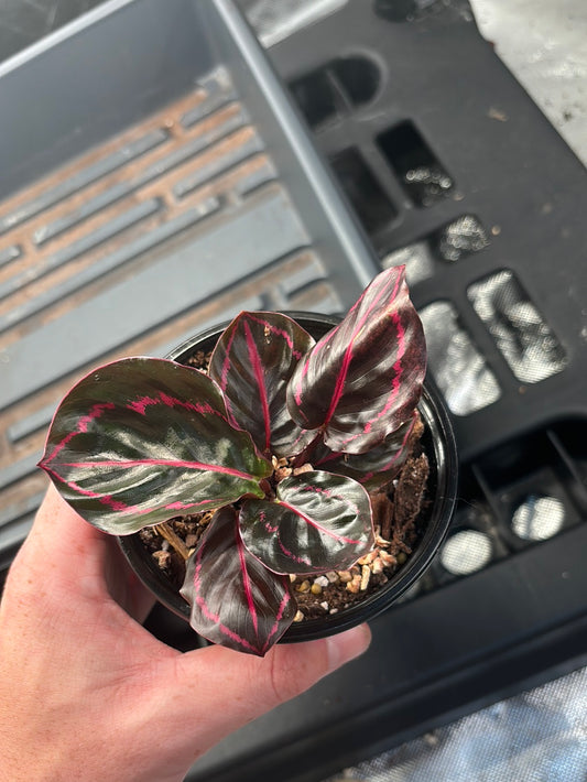 Calathea Dottie