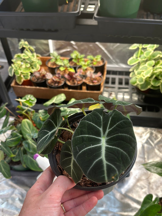 Black velvet Alocasia