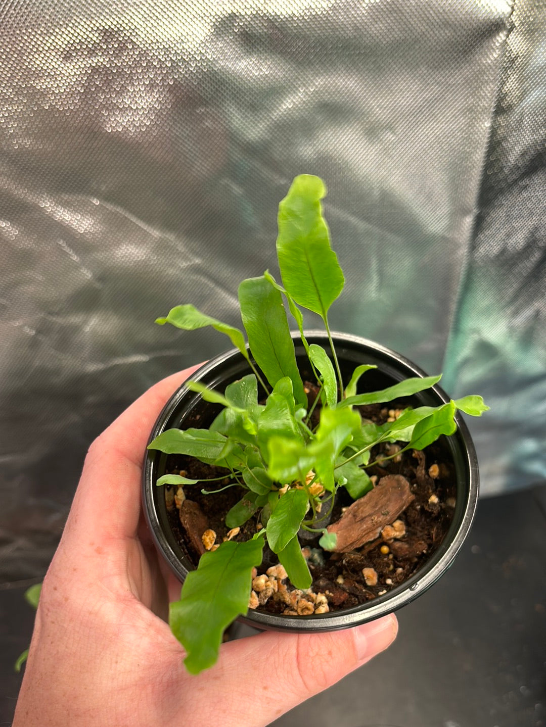 3 Pack of Ferns