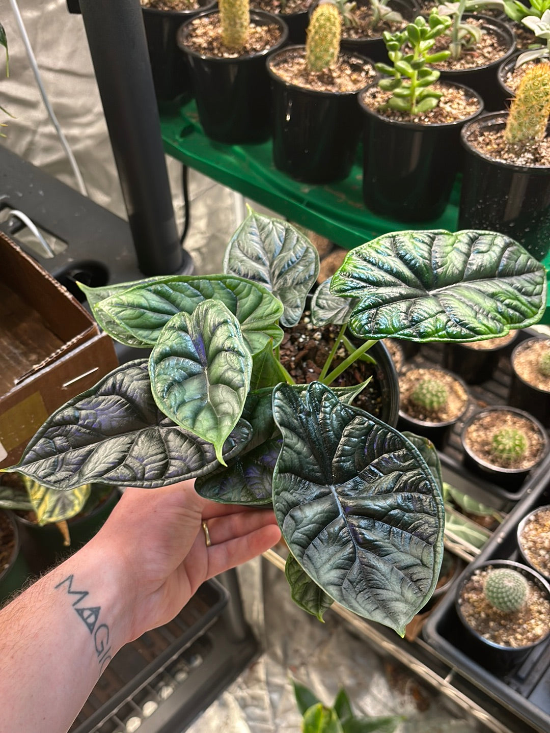 Alocasia Dragon Scale