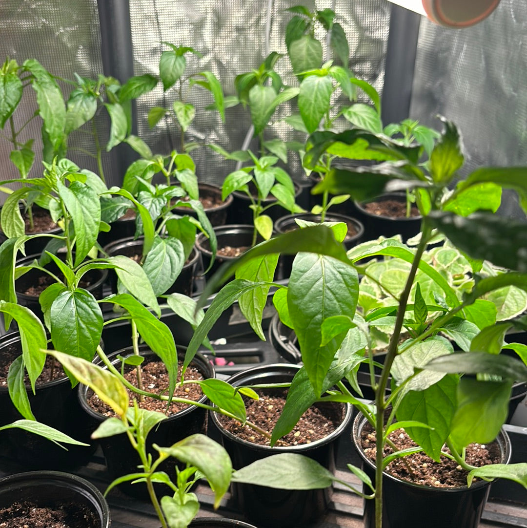 Big Thai Hybrid Hot Peppers