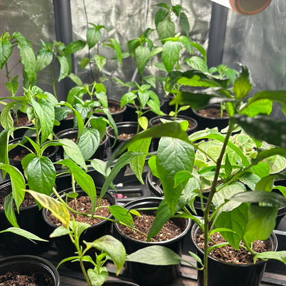 Big Thai Hybrid Hot Peppers