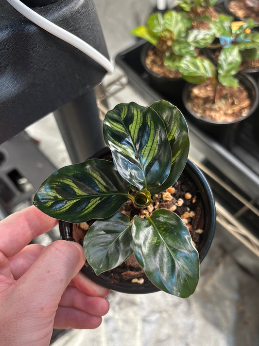 Calathea Peacock