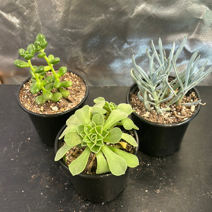 Succulent Assortment (3 Pack)