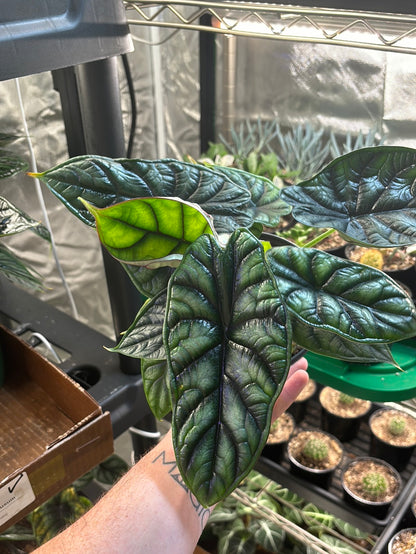 Alocasia Dragon Scale