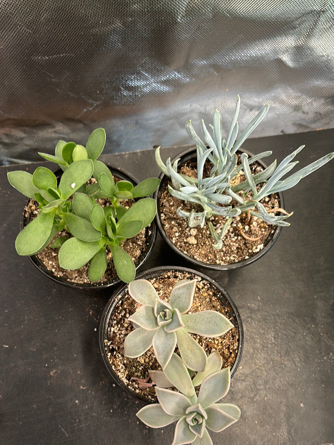 Succulent assortment (3 pack)