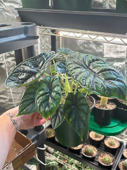 Alocasia Dragon Scale