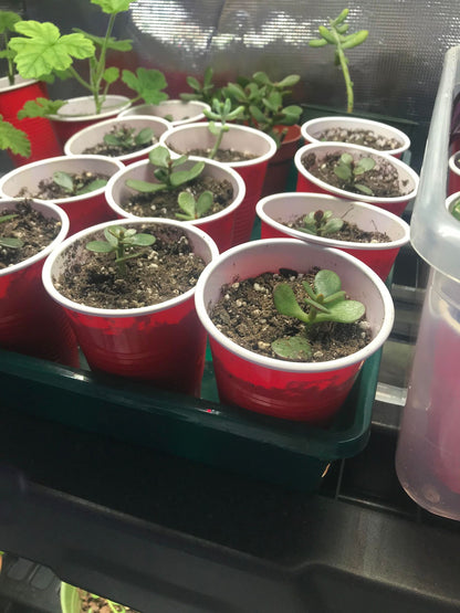 Jade Tree/Plant Baby