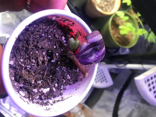Dark Desire (Tradescantia) cutting