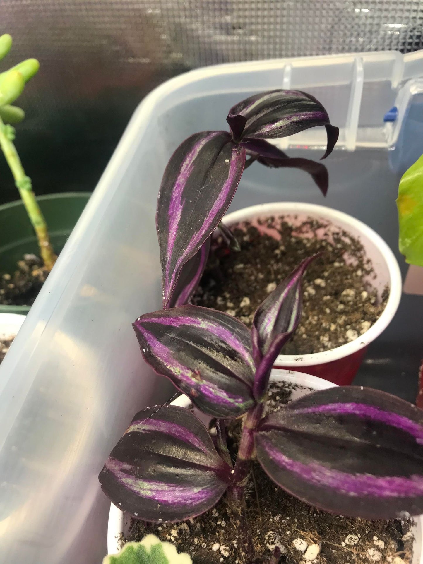 Dark Desire (Tradescantia) cutting