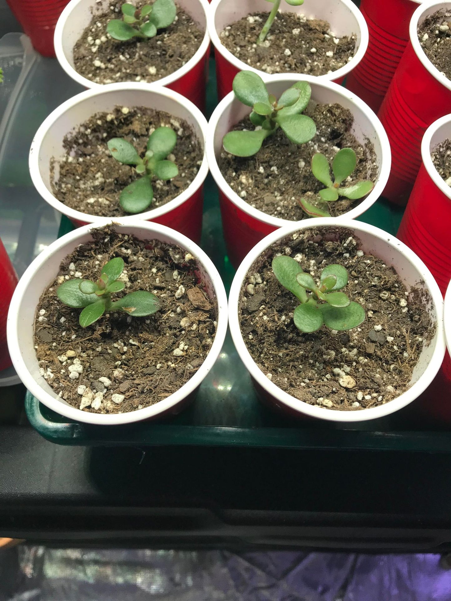 Jade Tree/Plant Baby