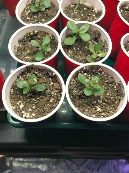 Jade Tree/Plant Baby