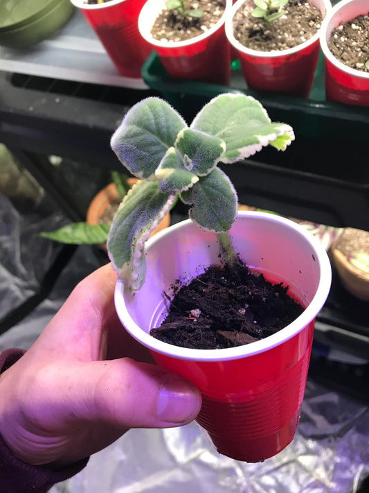 Cuban Oregano