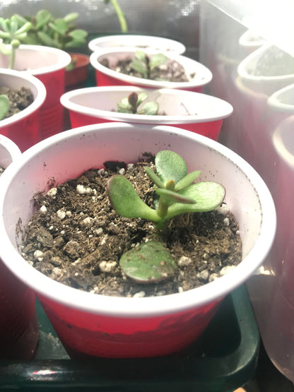 Jade Tree/Plant Baby