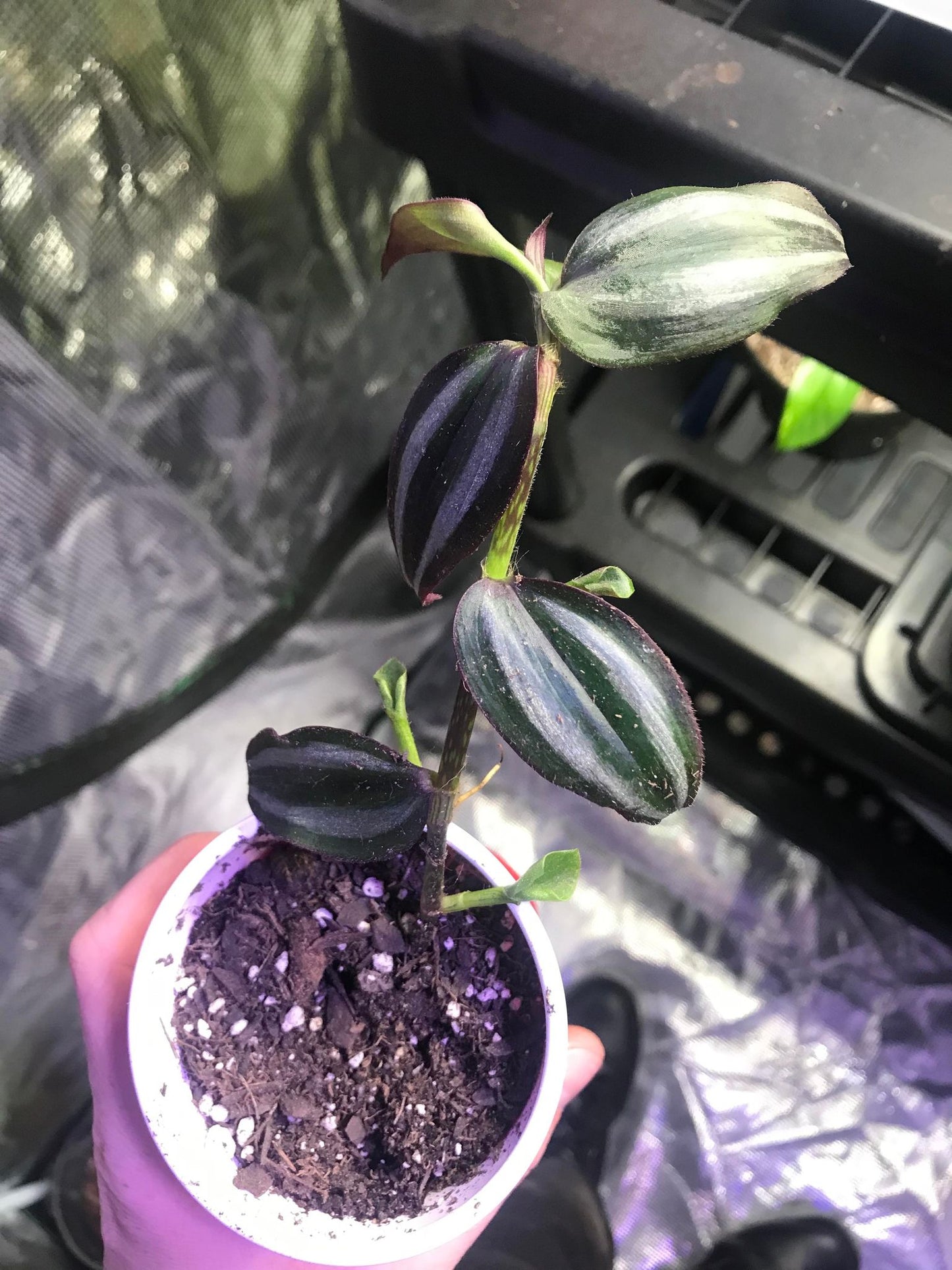 Dark Desire (Tradescantia) cutting
