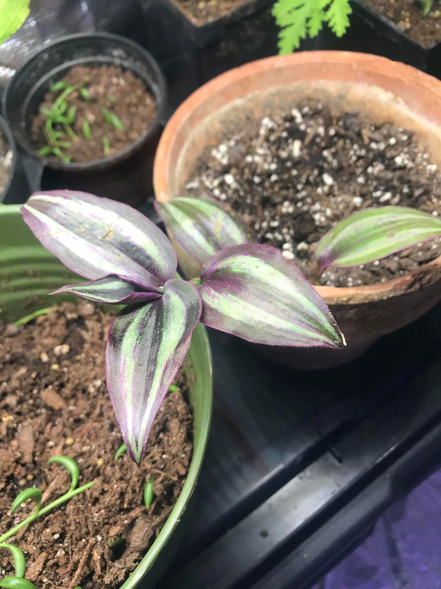 Dark Desire (Tradescantia) cutting