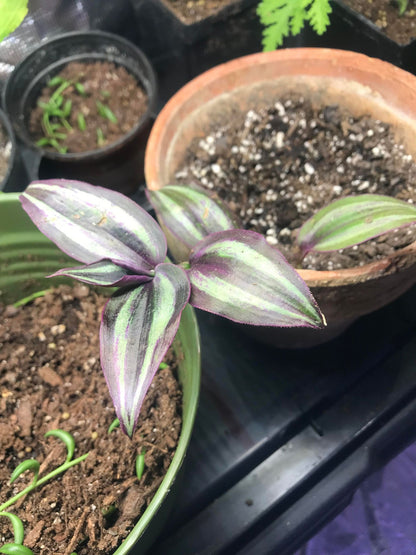 Dark Desire (Tradescantia) cutting