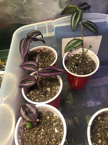 Dark Desire (Tradescantia) cutting