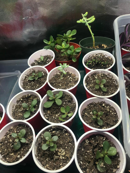 Jade Tree/Plant Baby