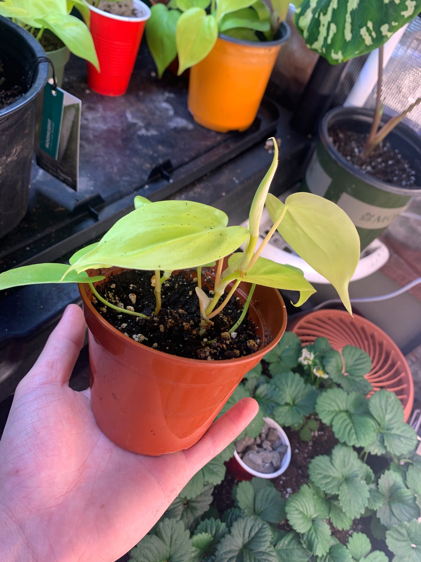 Pothos Neon and Golden