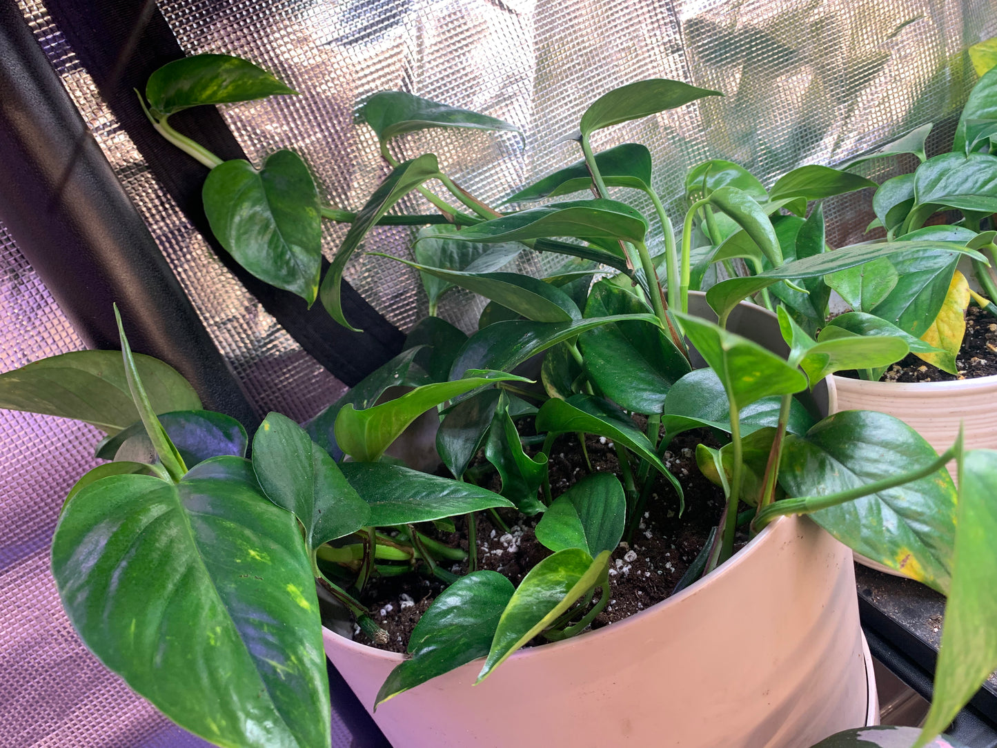 Pothos Neon and Golden