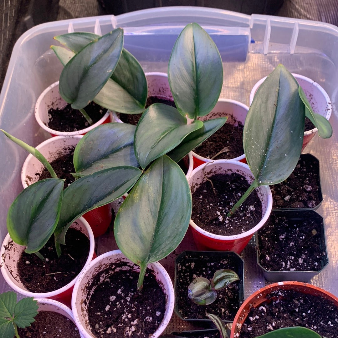 Moonlight Philodendron rooted cutting