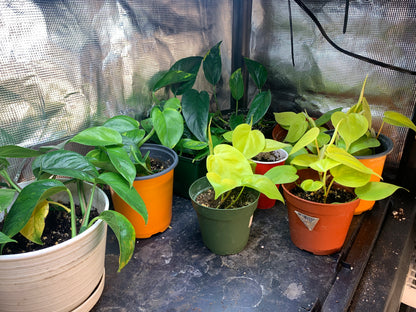 Pothos Neon and Golden