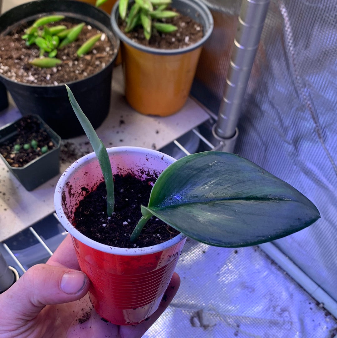 Moonlight Philodendron rooted cutting