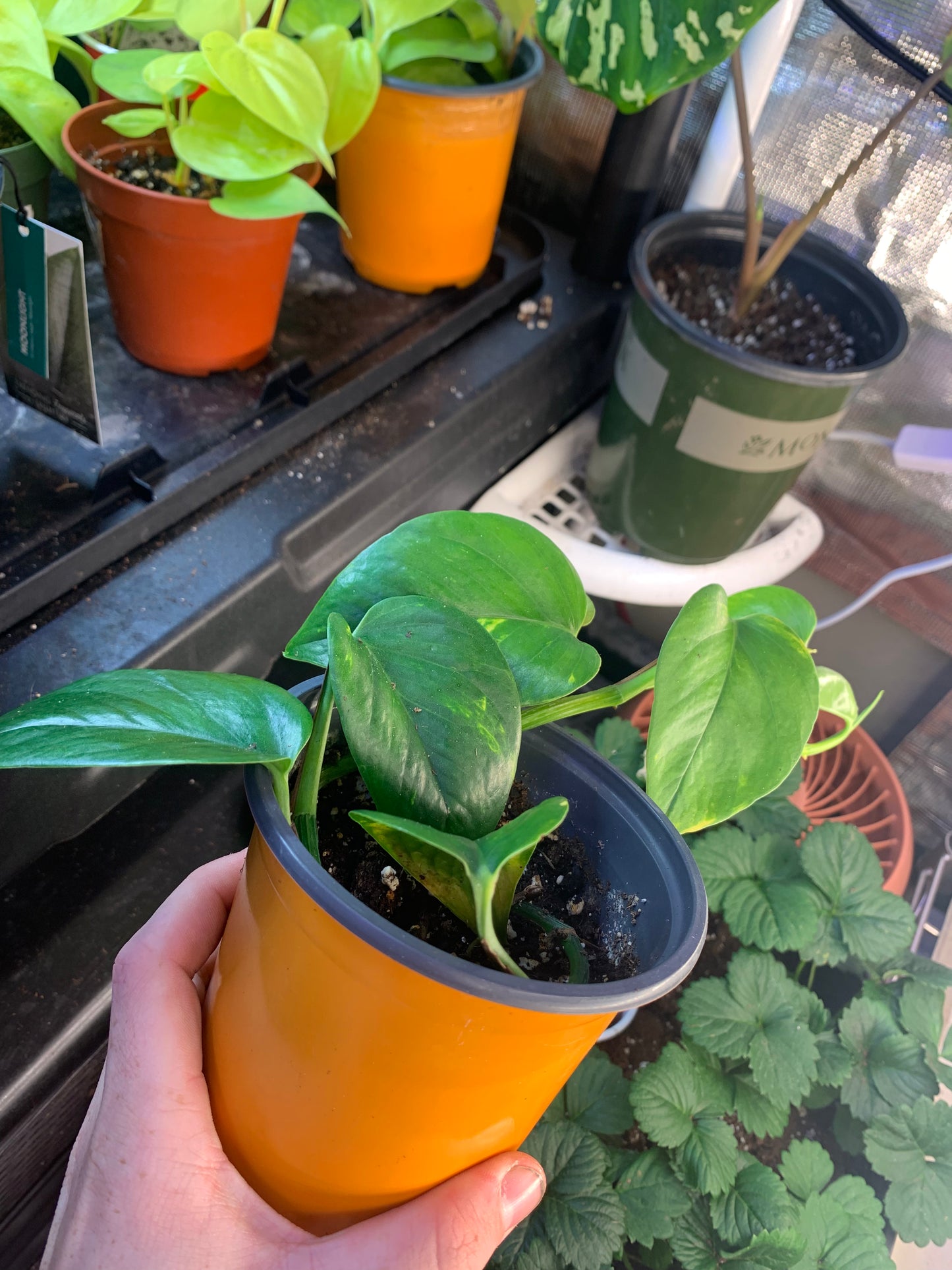 Pothos Neon and Golden