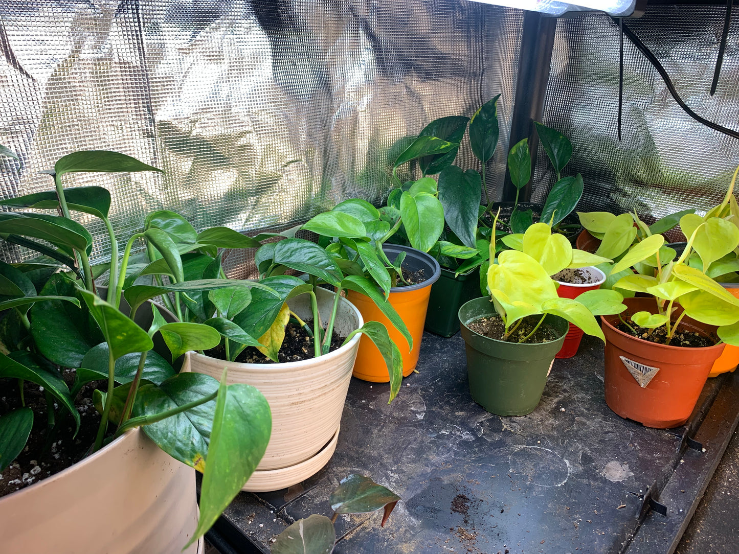 Pothos Neon and Golden