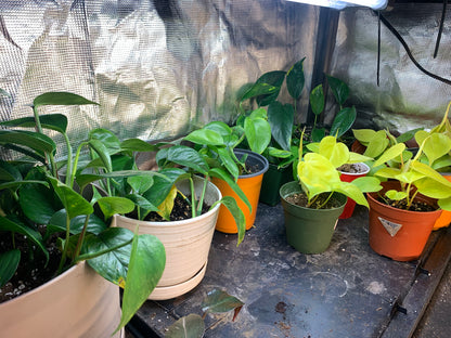 Pothos Neon and Golden