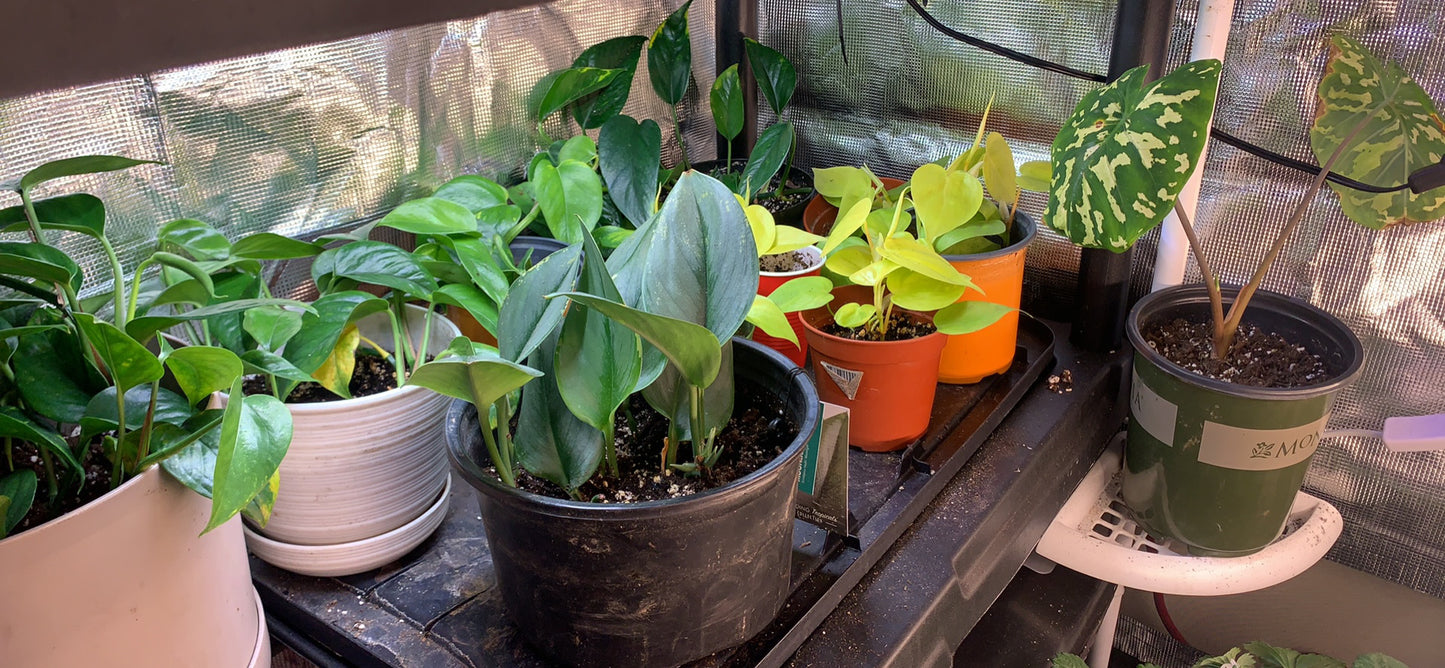 Moonlight Philodendron rooted cutting